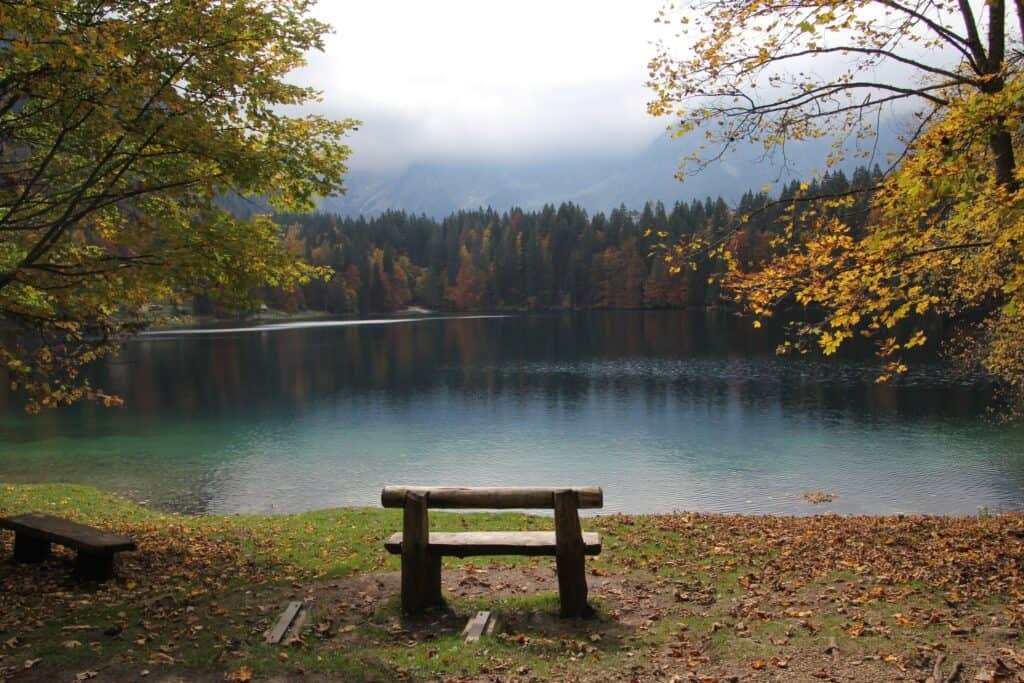 bench in the forest facing a lake